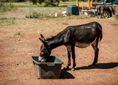 Fotografija 6 - Za magarce na farmi 'Ćušin raj' brine se cilo misto: 'Mještani donose hranu, a djeca zaborave na mobitele'