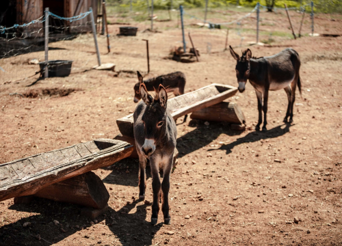 Fotografija 5 - Za magarce na farmi 'Ćušin raj' brine se cilo misto: 'Mještani donose hranu, a djeca zaborave na mobitele'