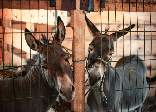 Fotografija 7 - Za magarce na farmi 'Ćušin raj' brine se cilo misto: 'Mještani donose hranu, a djeca zaborave na mobitele'