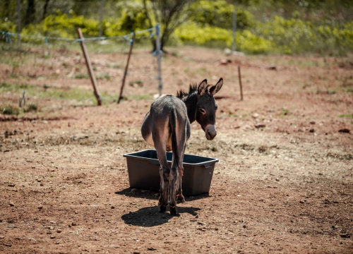 Fotografija 8 - Za magarce na farmi 'Ćušin raj' brine se cilo misto: 'Mještani donose hranu, a djeca zaborave na mobitele'
