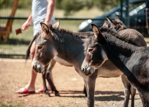 Fotografija 10 - Za magarce na farmi 'Ćušin raj' brine se cilo misto: 'Mještani donose hranu, a djeca zaborave na mobitele'