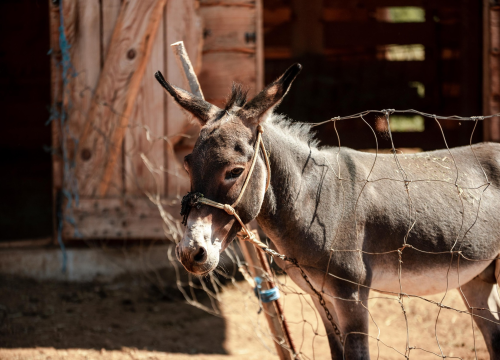 Fotografija 9 - Za magarce na farmi 'Ćušin raj' brine se cilo misto: 'Mještani donose hranu, a djeca zaborave na mobitele'