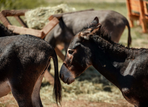 Fotografija 12 - Za magarce na farmi 'Ćušin raj' brine se cilo misto: 'Mještani donose hranu, a djeca zaborave na mobitele'