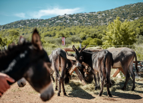 Fotografija 13 - Za magarce na farmi 'Ćušin raj' brine se cilo misto: 'Mještani donose hranu, a djeca zaborave na mobitele'