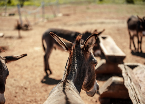 Fotografija 14 - Za magarce na farmi 'Ćušin raj' brine se cilo misto: 'Mještani donose hranu, a djeca zaborave na mobitele'
