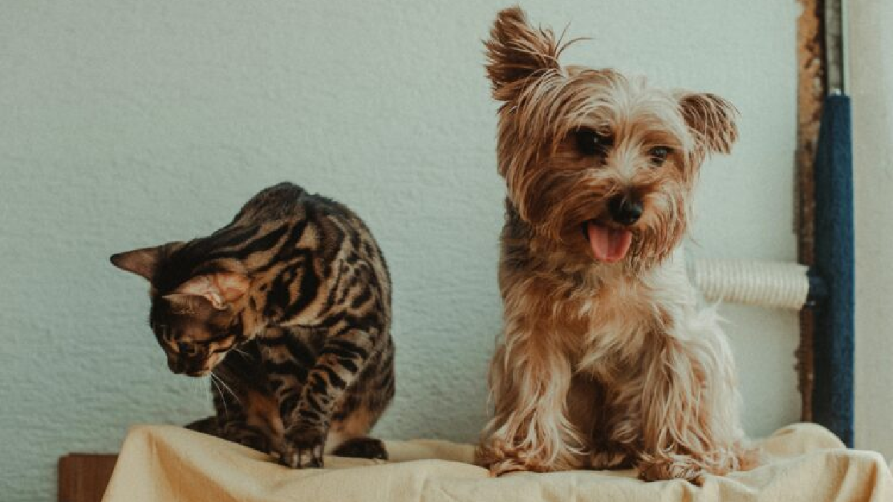 Odstranite miris ljubimaca iz doma u ova tri jednostavna koraka