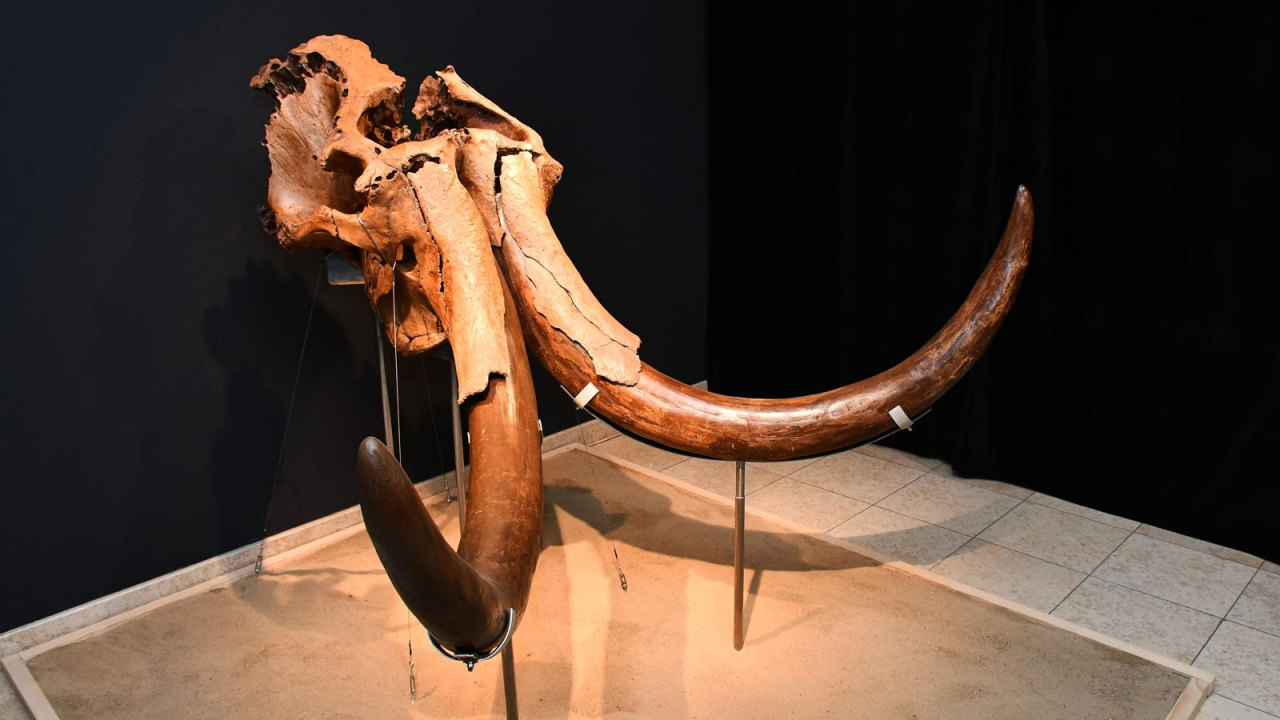 U Muzeju izložba za 65. godišnjicu pronalaska lubanje i kljova stepskog mamuta kod Slavonskog Broda