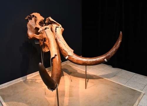 U Muzeju izložba za 65. godišnjicu pronalaska lubanje i kljova stepskog mamuta kod Slavonskog Broda