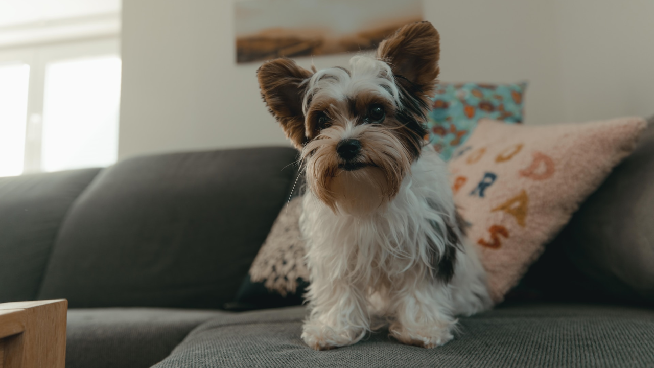 Deset preslatkih pasmina koje se diče svojom vrckavom osobnošću