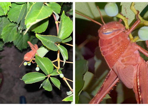 U Dubravi kraj Šibenika snimljen rozi skakavac: 'Riječ je o ne tako rijetkoj genetskoj mutaciji'