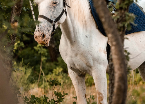 Fotografija 2 - Obitelj Lovrić pokrenula posao s konjima na Miljevcima: 'Selo nudi sve, samo treba raditi'