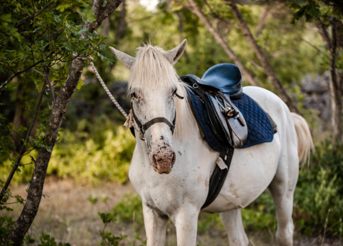 Fotografija 3 - Obitelj Lovrić pokrenula posao s konjima na Miljevcima: 'Selo nudi sve, samo treba raditi'