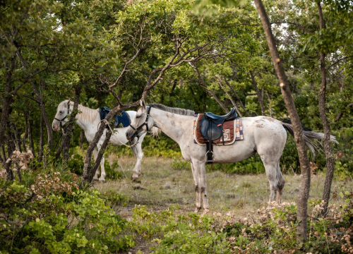 Fotografija 7 - Obitelj Lovrić pokrenula posao s konjima na Miljevcima: 'Selo nudi sve, samo treba raditi'