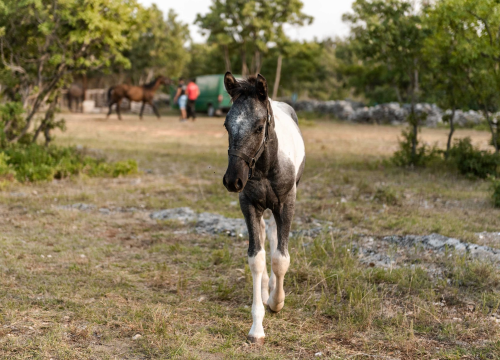 Fotografija 4 - Obitelj Lovrić pokrenula posao s konjima na Miljevcima: 'Selo nudi sve, samo treba raditi'