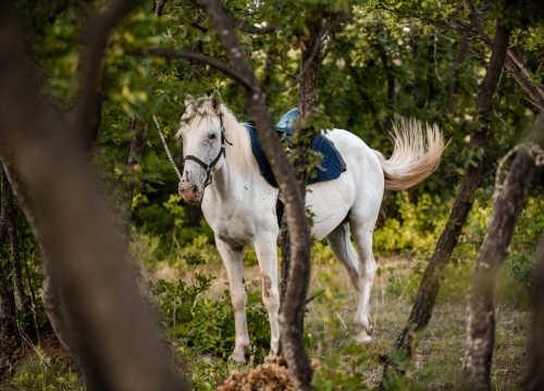 Fotografija 5 - Obitelj Lovrić pokrenula posao s konjima na Miljevcima: 'Selo nudi sve, samo treba raditi'