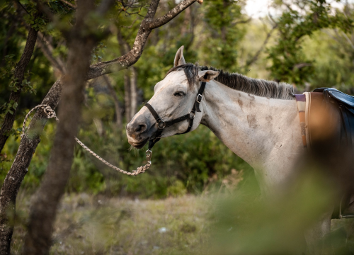 Fotografija 6 - Obitelj Lovrić pokrenula posao s konjima na Miljevcima: 'Selo nudi sve, samo treba raditi'