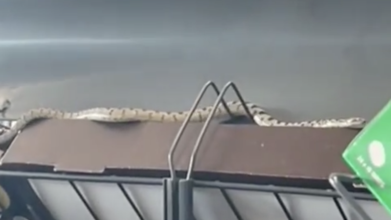 Zmija u shoppingu u šibenskom trgovačkom centru