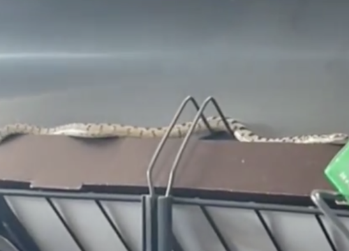 Zmija u shoppingu u šibenskom trgovačkom centru