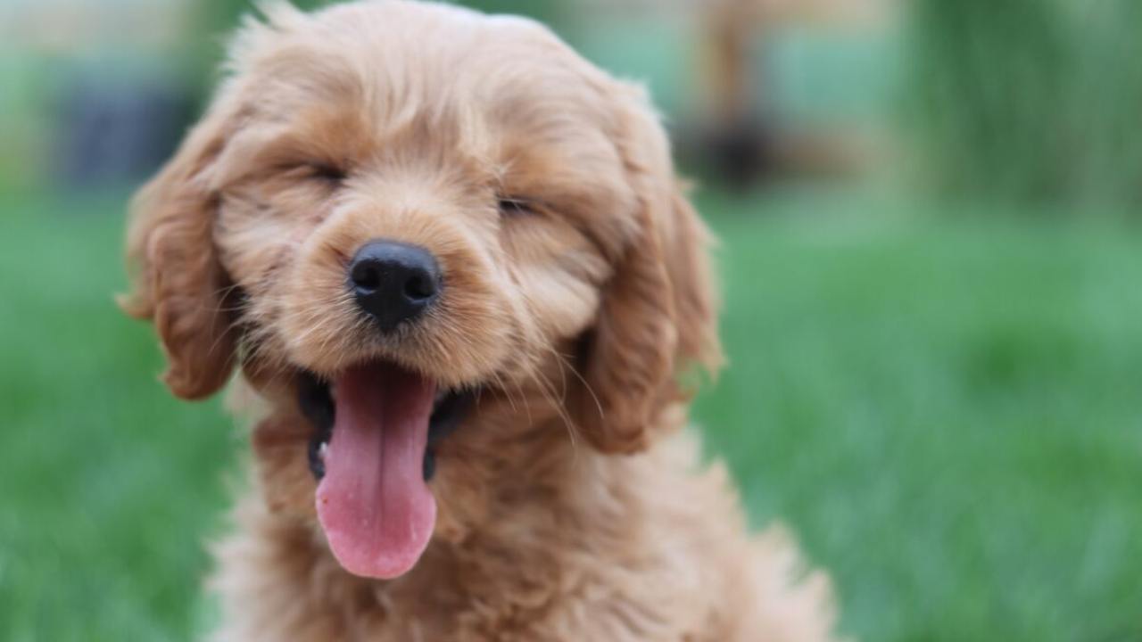 Ovo su najbolji načini da produžite život svom psu