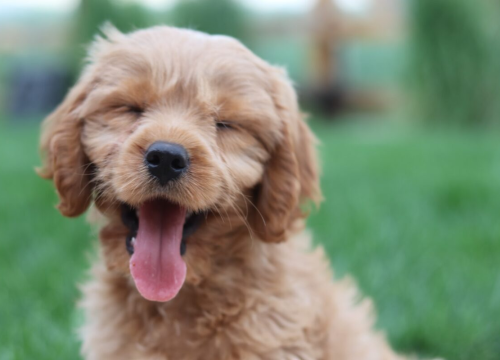 Ovo su najbolji načini da produžite život svom psu