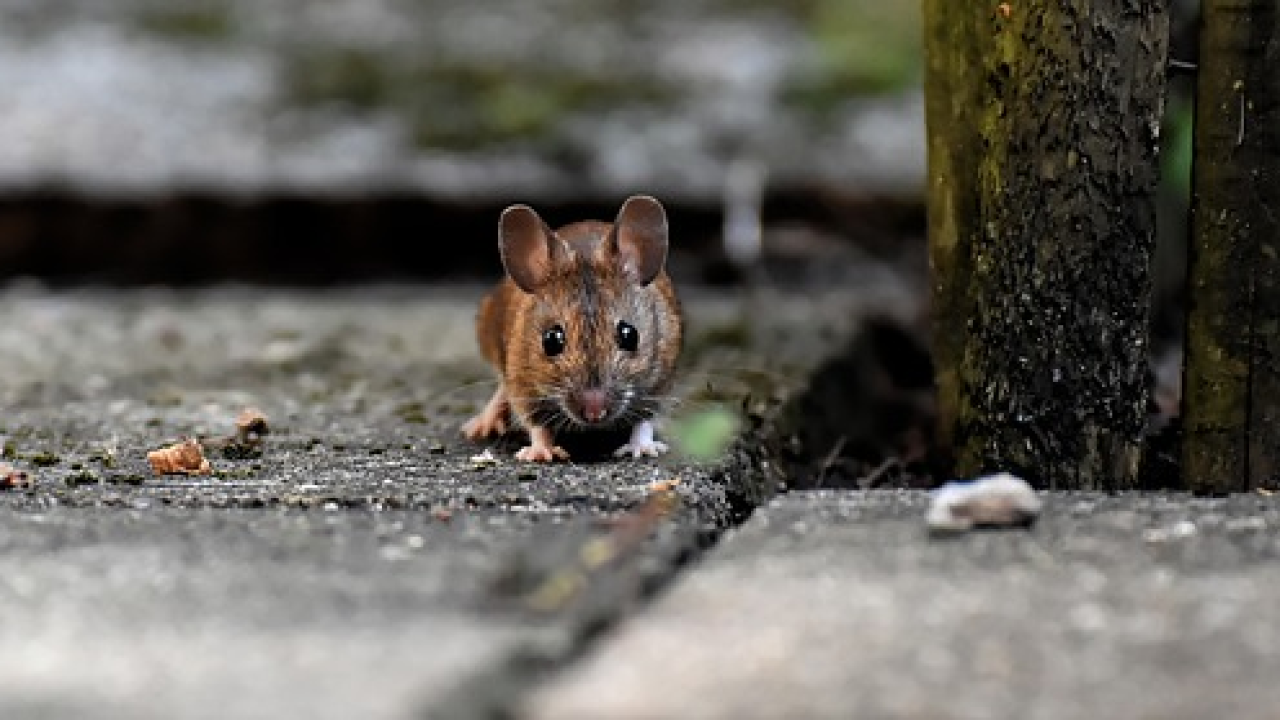 Ova hrana privlači miševe u vašu kuću
