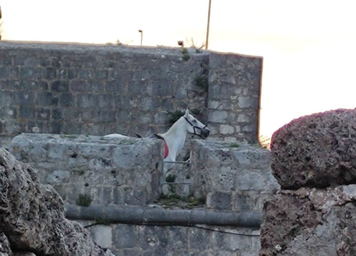 Fotografija 2 - Gracija je kostimografkinja koja se iz Zagreba vratila u Zagoru i danas se bavi uzgojem konja