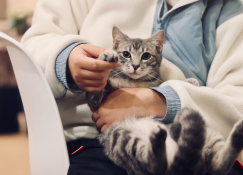 Zašto mačke prislanjaju stražnjicu uz ljudsko lice? Stručnjaci otkrili razlog