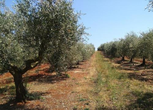 Masline koje liječe: Branitelji oboljeli od PTSP-a i ove će godine u berbu u zaleđu Pirovca