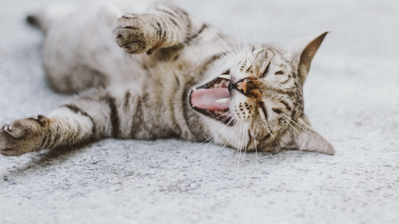 Što zapravo znači kada vas mačka grize?