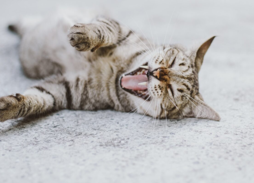 Što zapravo znači kada vas mačka grize?