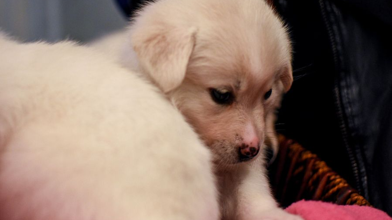 Četiri horoskopska znaka koja bi ove jeseni trebala nabaviti psa ili mačku