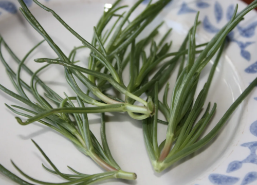 Superzdravi ošmugalj: 'Morski vlasac' koji bi se češće trebao naći na našim tanjurima