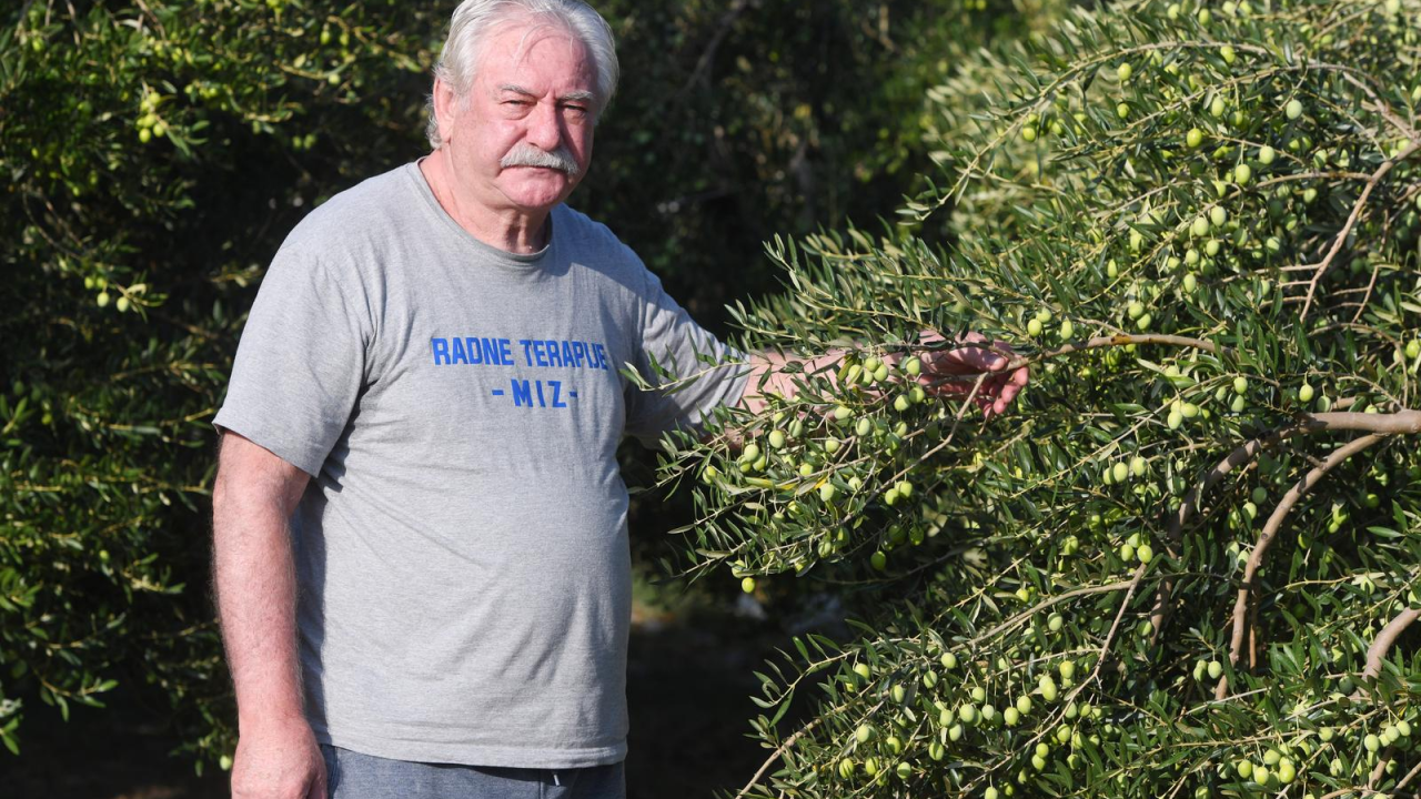 Udruga branitelja počela s branjem maslina u Pirovcu: 'Možemo biti za primjer drugima'