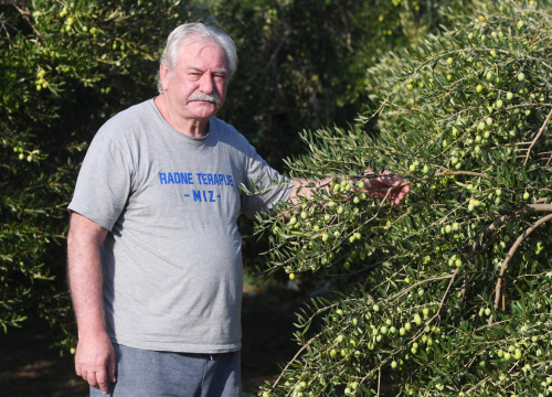 Udruga branitelja počela s branjem maslina u Pirovcu: 'Možemo biti za primjer drugima'