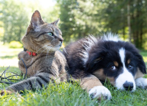 Vlasnici više brinu o svojim psima nego o mačkama