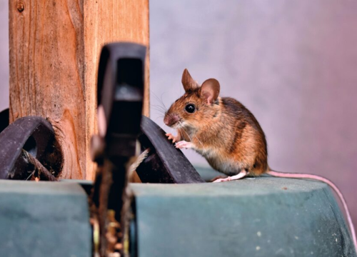 Spriječite ulazak miševa i štakora u vaš dom pomoću svestranog WD-40