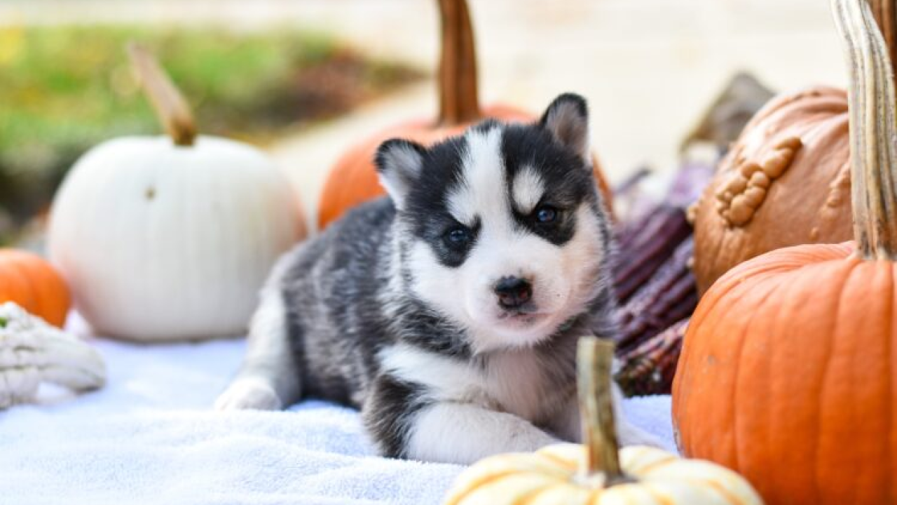 Slatko ili opasno po zdravlje? Evo kako bundeva može utjecati na vašeg psa