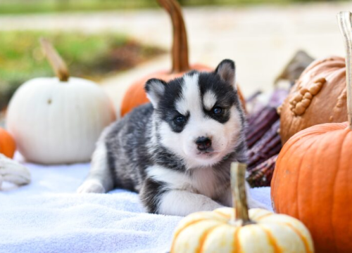 Slatko ili opasno po zdravlje? Evo kako bundeva može utjecati na vašeg psa