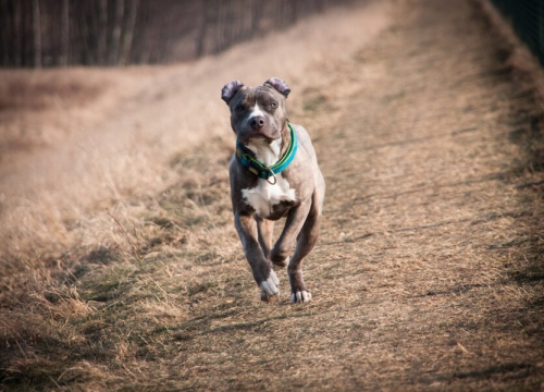 Od iduće godine ova opasna pasmina bit će zabranjena u Britaniji