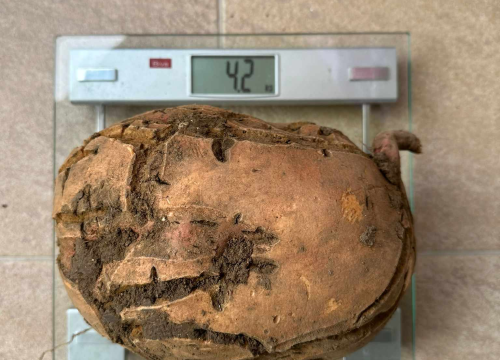Fotografija 4 -  Obitelj Beader na Petrovom polju uzgojila batat težak 4,2 kilograma: 'Ovaj kraj ima toliko neiskorištenog potencijala'