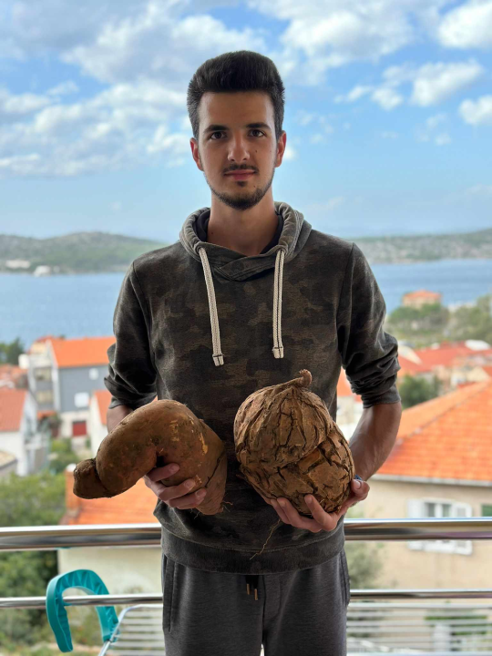 Obitelj Beader na Petrovom polju uzgojila batat težak 4,2 kilograma: 'Ovaj kraj ima toliko neiskorištenog potencijala'