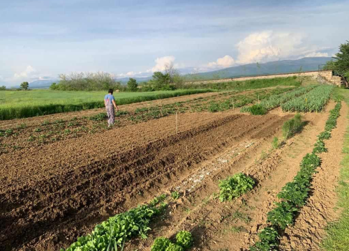 Fotografija 5 -  Obitelj Beader na Petrovom polju uzgojila batat težak 4,2 kilograma: 'Ovaj kraj ima toliko neiskorištenog potencijala'
