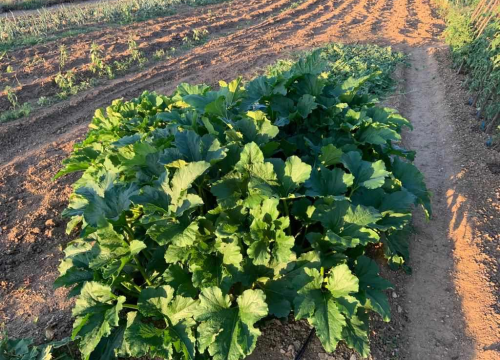 Fotografija 10 -  Obitelj Beader na Petrovom polju uzgojila batat težak 4,2 kilograma: 'Ovaj kraj ima toliko neiskorištenog potencijala'