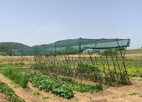 Fotografija 6 -  Obitelj Beader na Petrovom polju uzgojila batat težak 4,2 kilograma: 'Ovaj kraj ima toliko neiskorištenog potencijala'