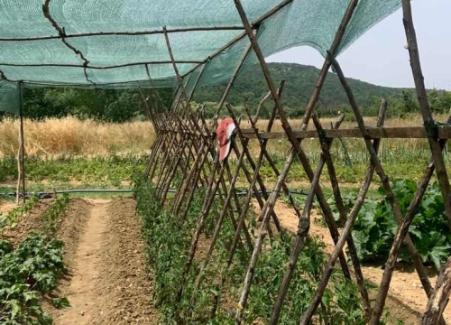 Fotografija 7 -  Obitelj Beader na Petrovom polju uzgojila batat težak 4,2 kilograma: 'Ovaj kraj ima toliko neiskorištenog potencijala'