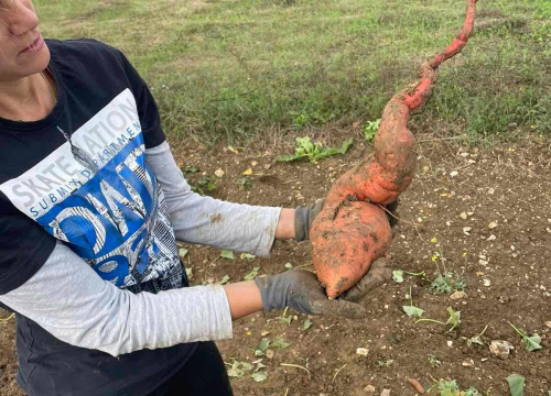 Fotografija 8 -  Obitelj Beader na Petrovom polju uzgojila batat težak 4,2 kilograma: 'Ovaj kraj ima toliko neiskorištenog potencijala'