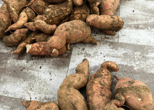 Fotografija 9 -  Obitelj Beader na Petrovom polju uzgojila batat težak 4,2 kilograma: 'Ovaj kraj ima toliko neiskorištenog potencijala'