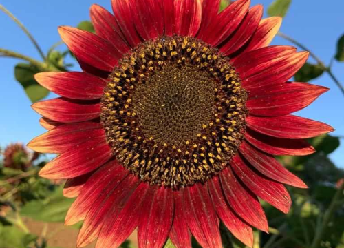 Fotografija 11 -  Obitelj Beader na Petrovom polju uzgojila batat težak 4,2 kilograma: 'Ovaj kraj ima toliko neiskorištenog potencijala'