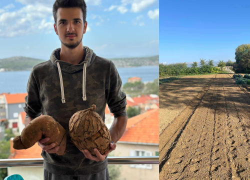 Obitelj Beader na Petrovom polju uzgojila batat težak 4,2 kilograma: 'Ovaj kraj ima toliko neiskorištenog potencijala'