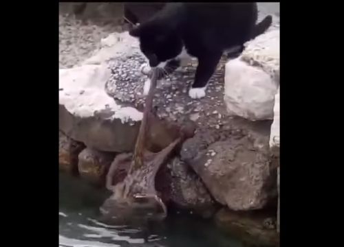 Mačka na Prviću pokušala uhvatiti hobotnicu, hobotnica je pobijedila